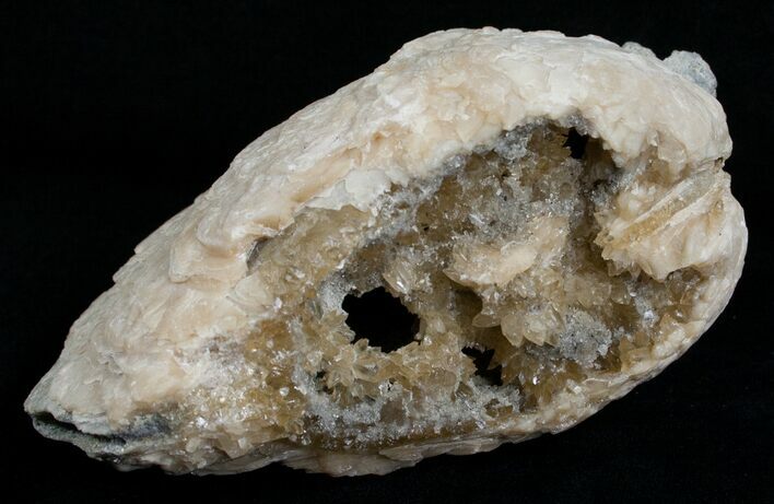 Huge Crystal Filled Fossil Clam - Rucks Pit, FL #5534